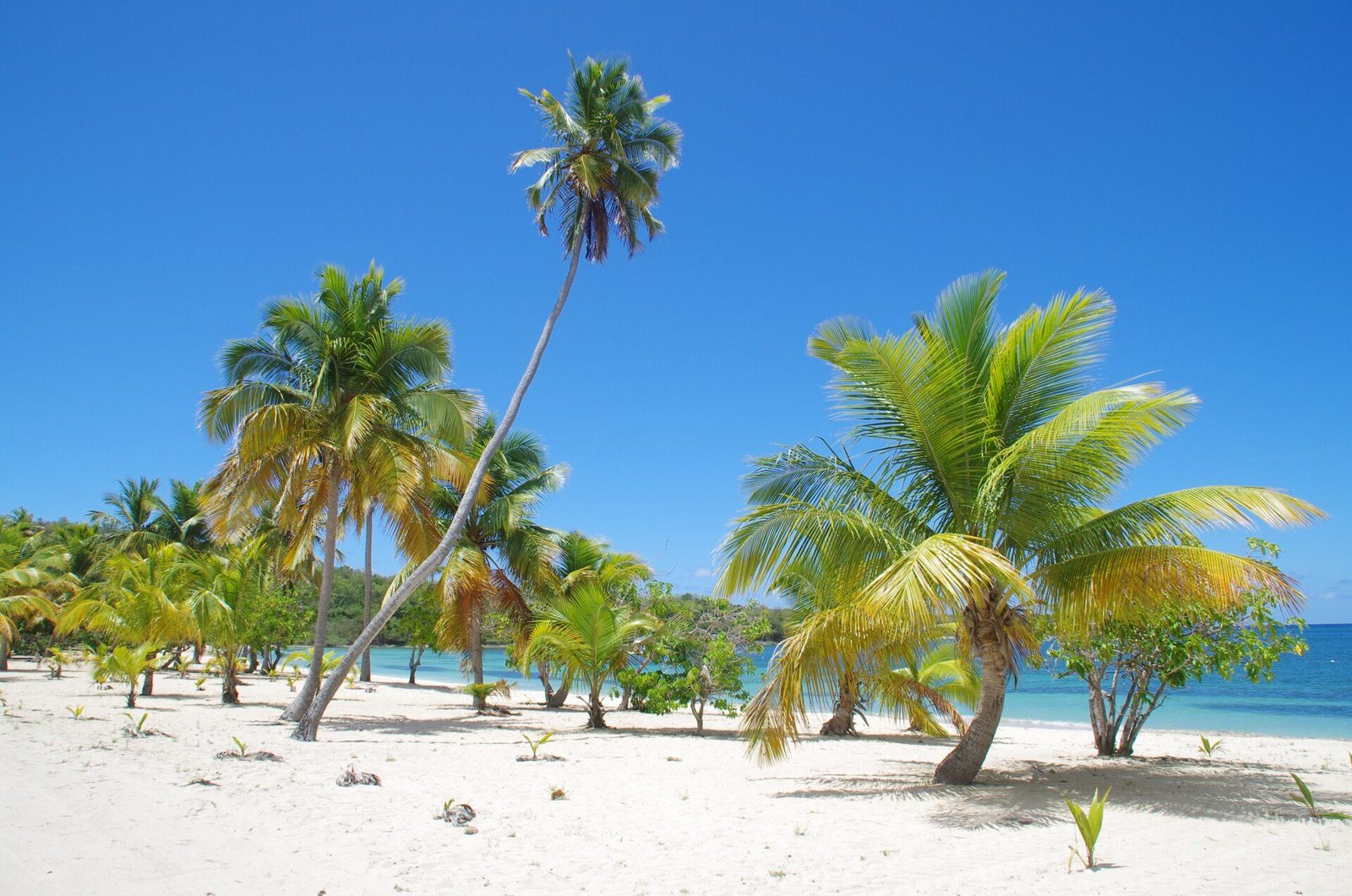 Vieques